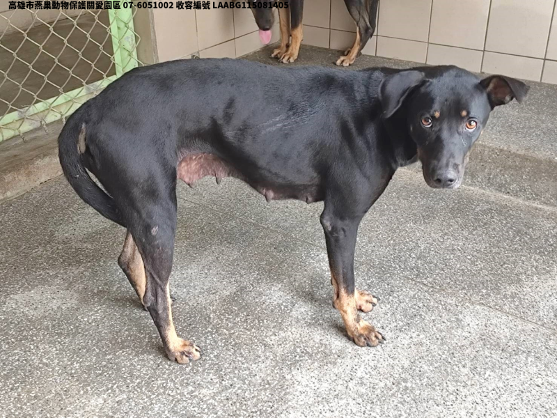 領養大型黑色母犬