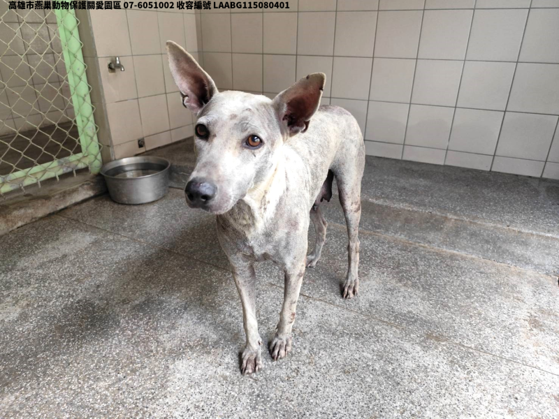 領養大型白色母犬