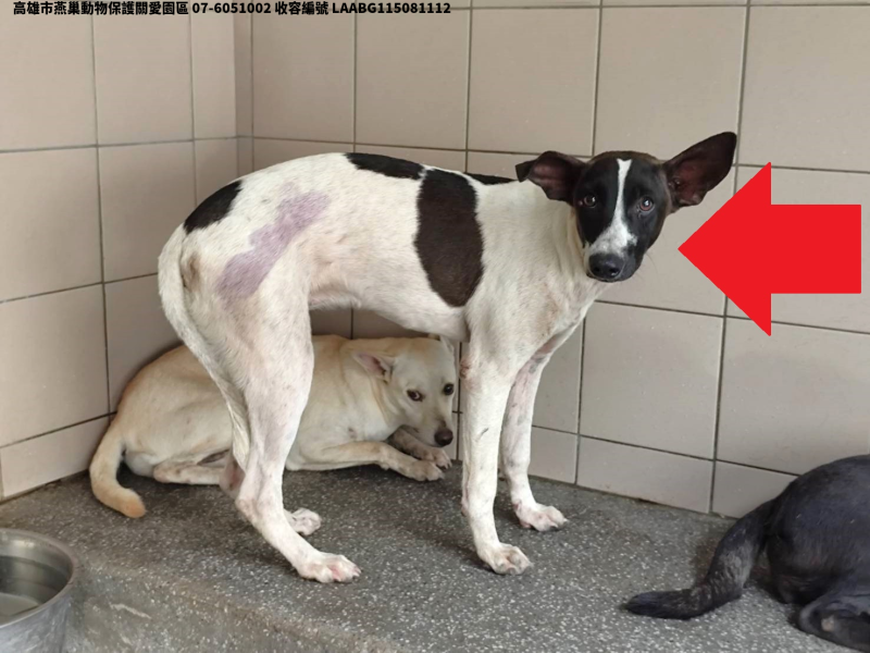 領養大型花色母犬
