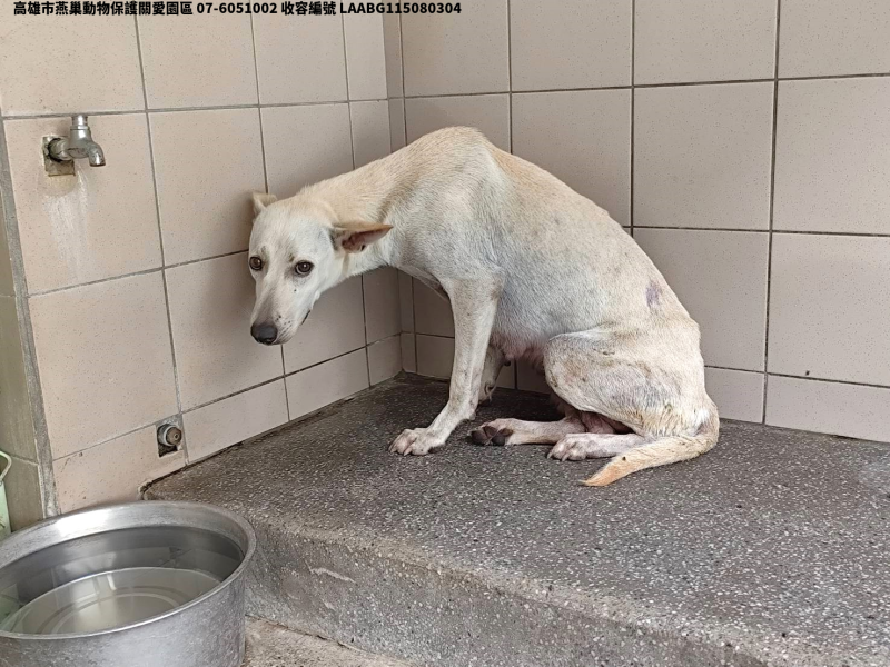 領養大型白色母犬