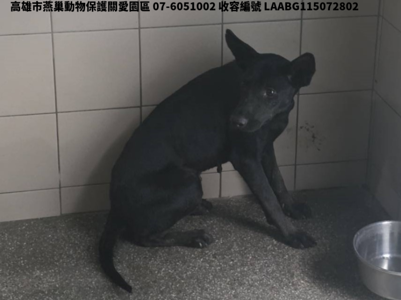 領養大型黑色母犬