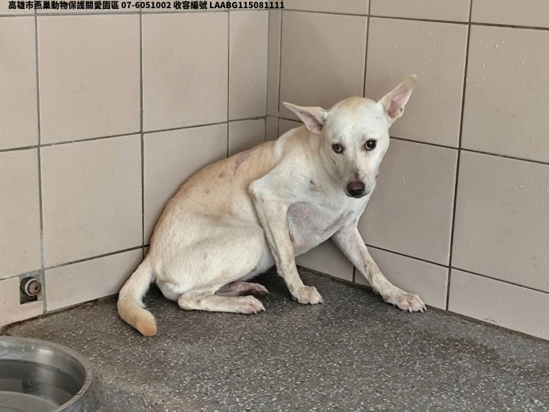 領養大型白色母犬