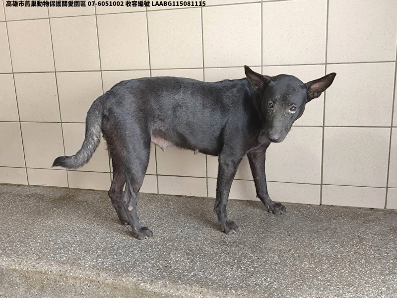 領養大型黑色母犬