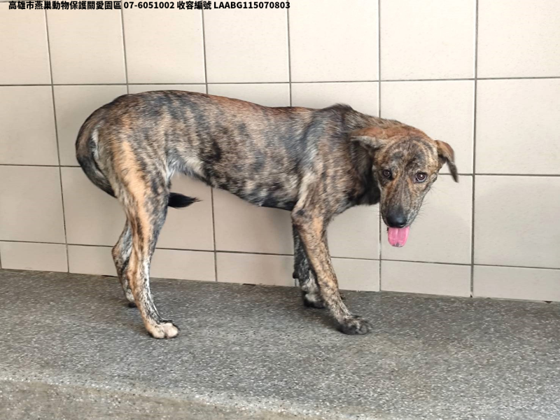 領養大型虎斑色母犬