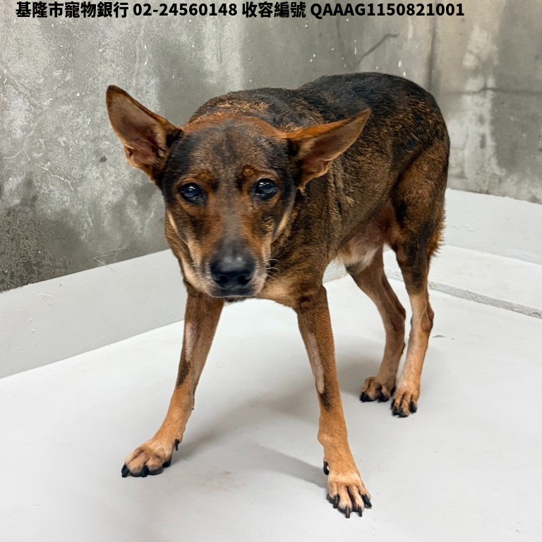領養大型咖啡黑色公犬
