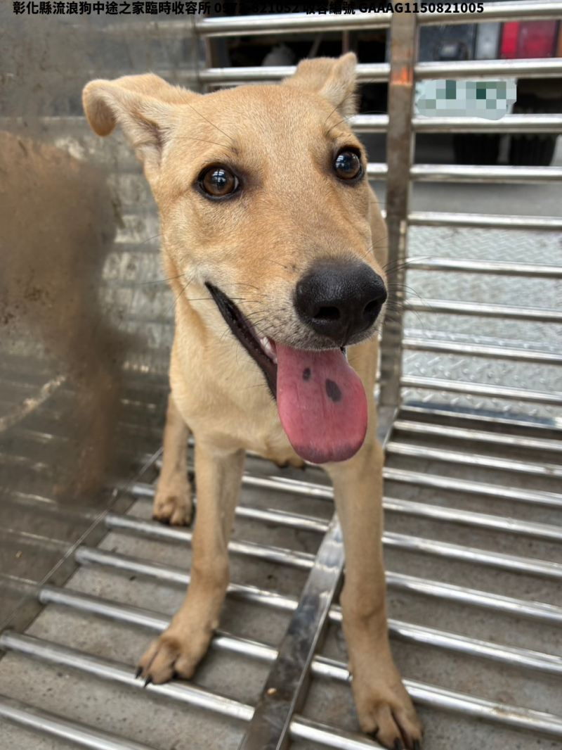 領養小型米色公犬