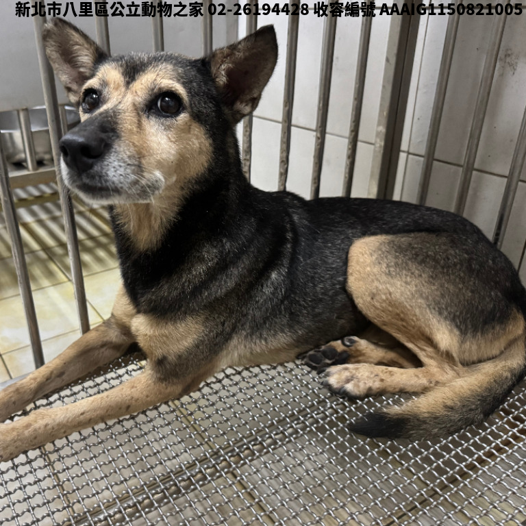 領養中型黑黃色母犬