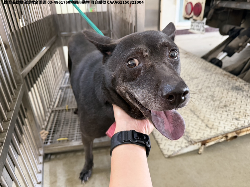 領養中型黑色母犬