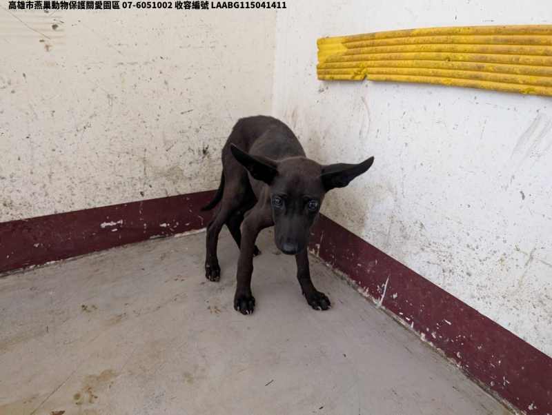 領養中型黑色母犬