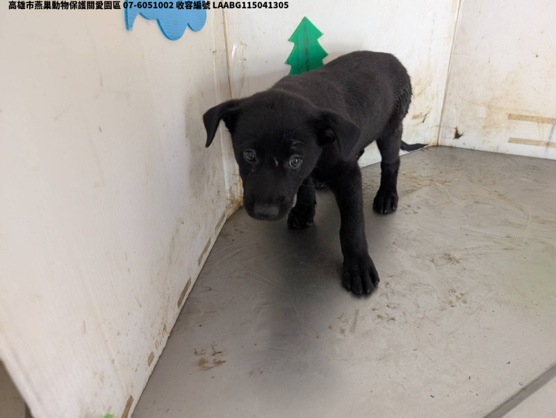 領養中型黑色公犬