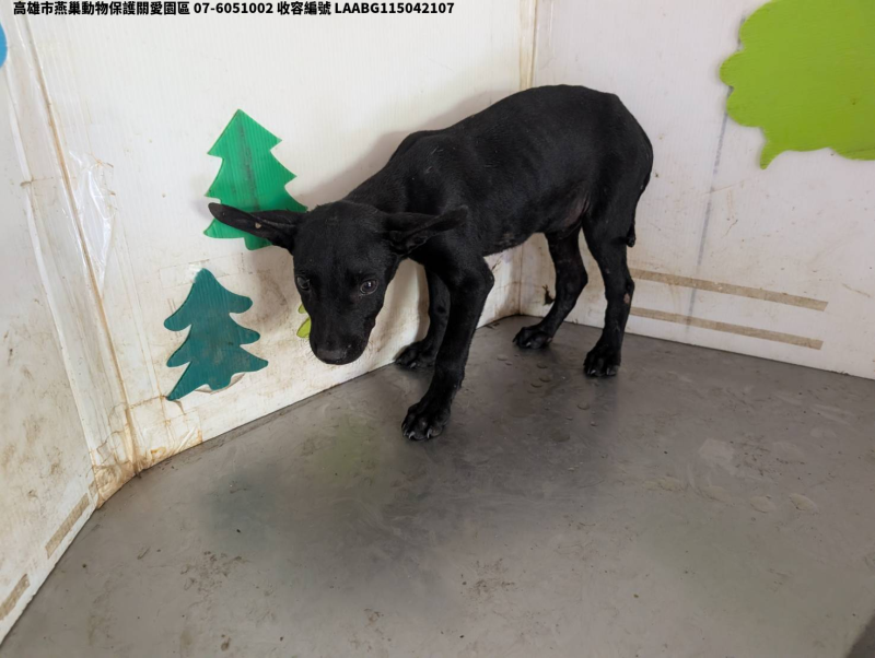 領養中型黑色公犬