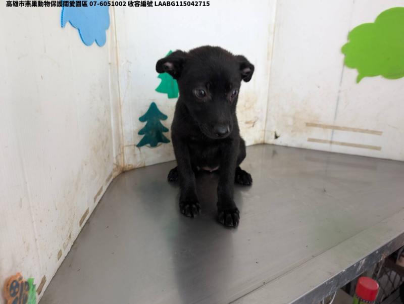 領養中型黑色母犬