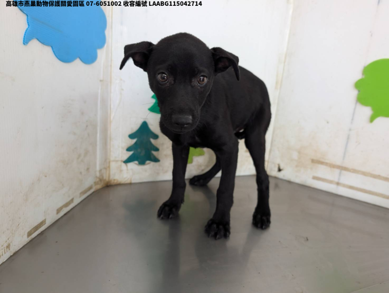 領養中型黑色公犬