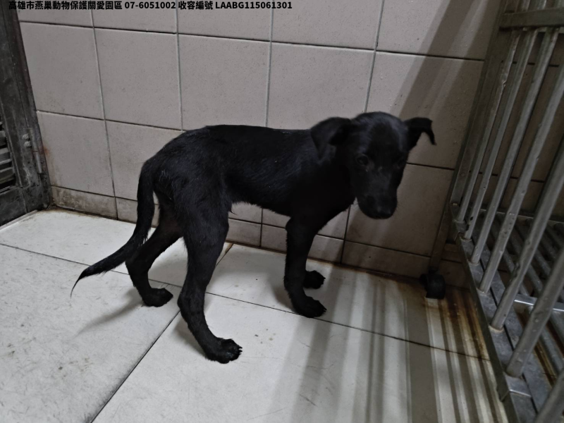 領養中型黑色公犬