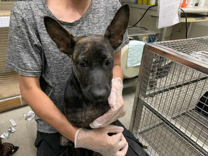 領養中型虎斑色母犬