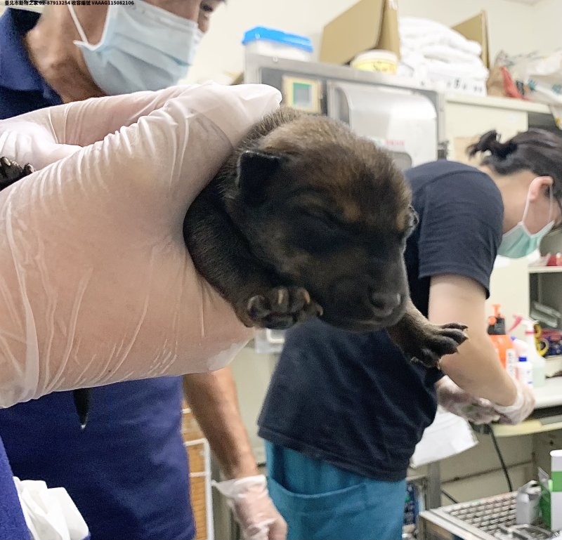 領養小型棕色公犬