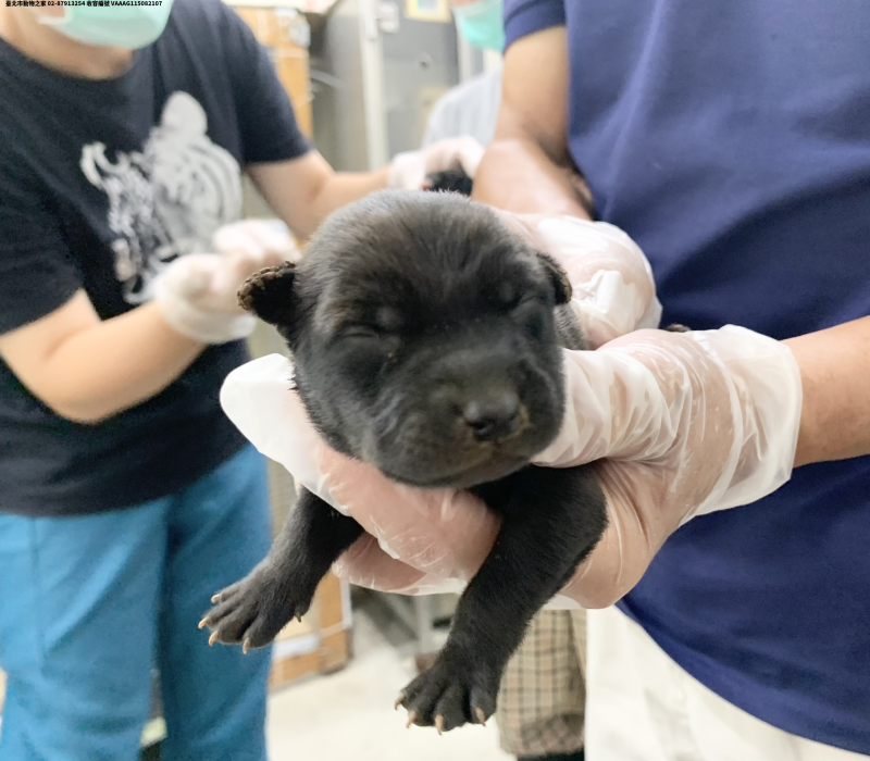領養小型黑色母犬