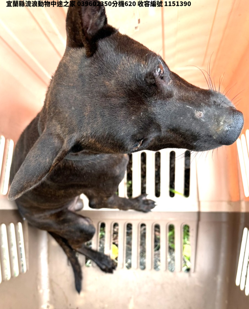 領養大型虎斑色公犬