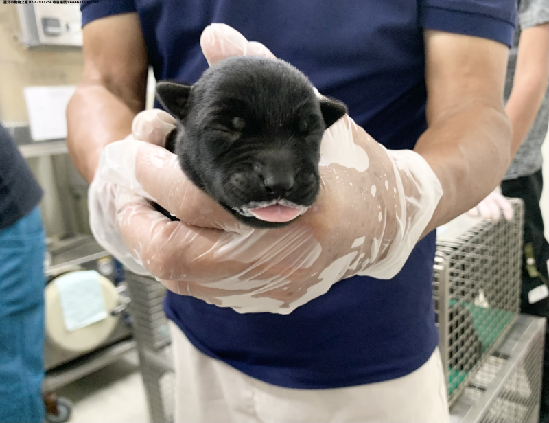 領養小型黑色母犬