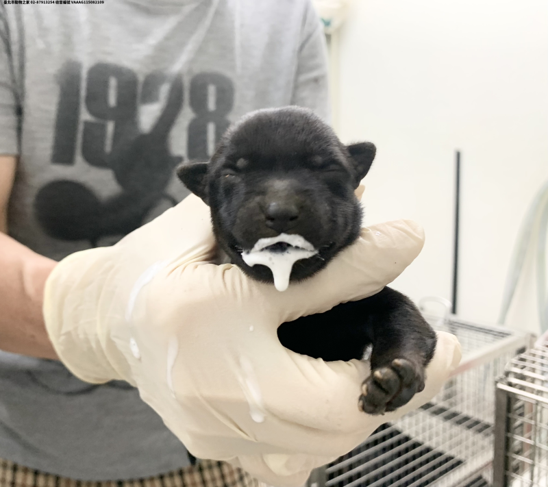 領養小型黑色母犬