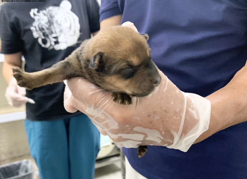 領養小型棕色母犬