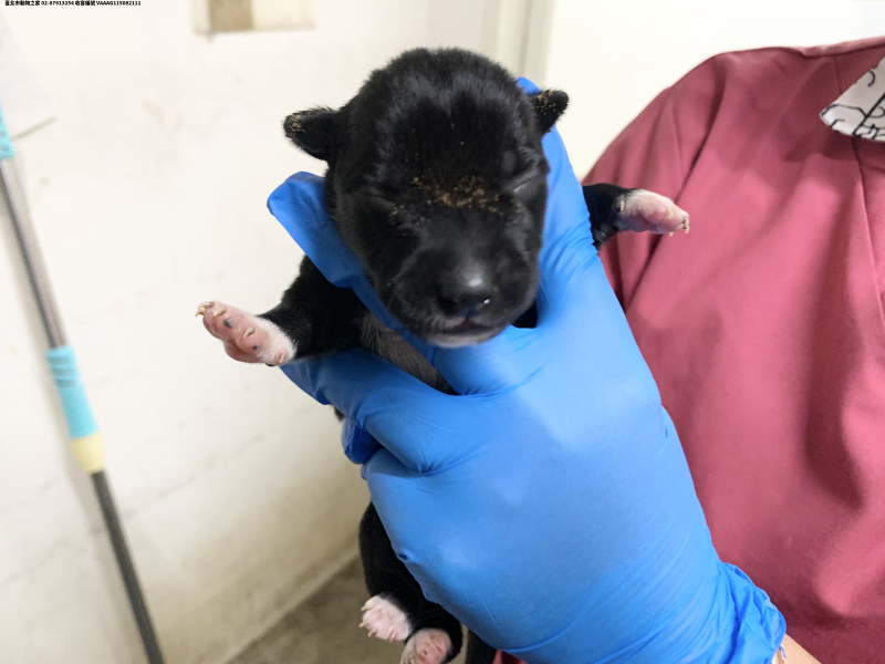 領養小型黑白色公犬