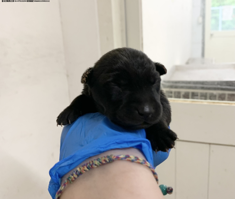 領養小型黑色母犬