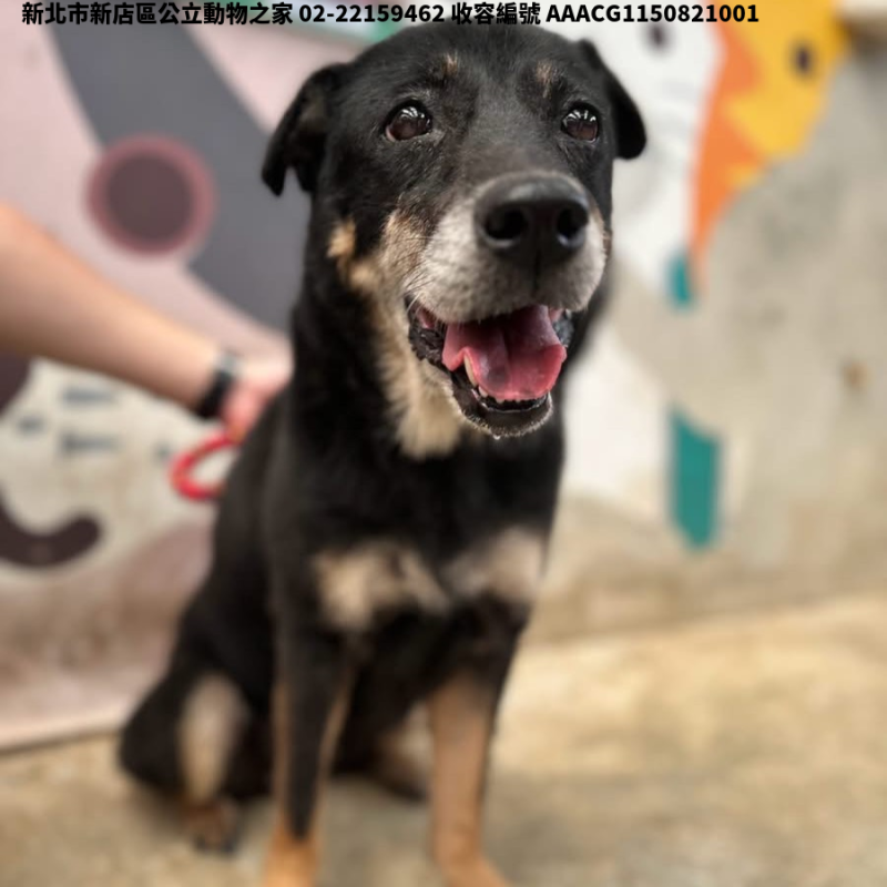 領養中型黑黃色母犬