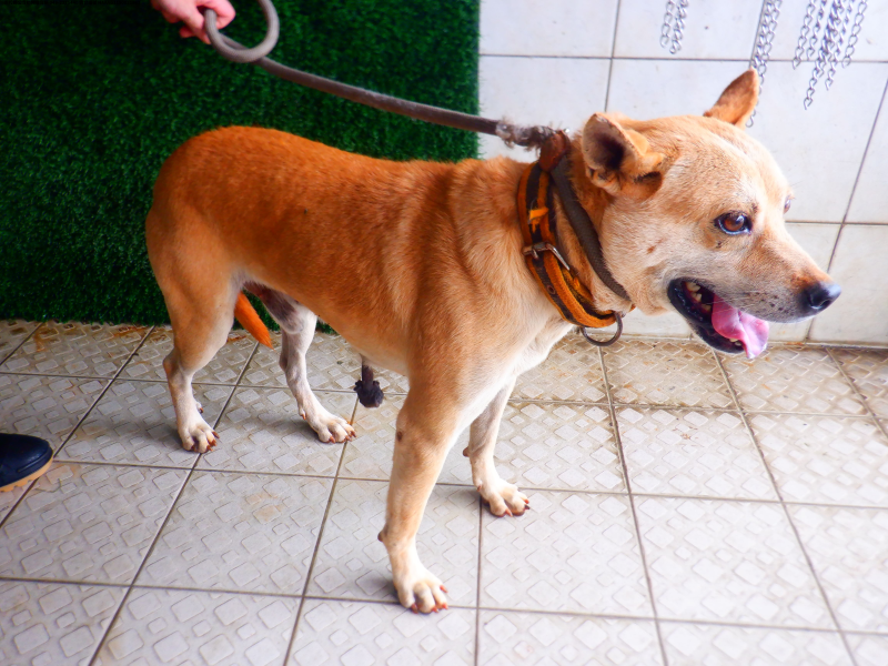 領養中型黃色公犬