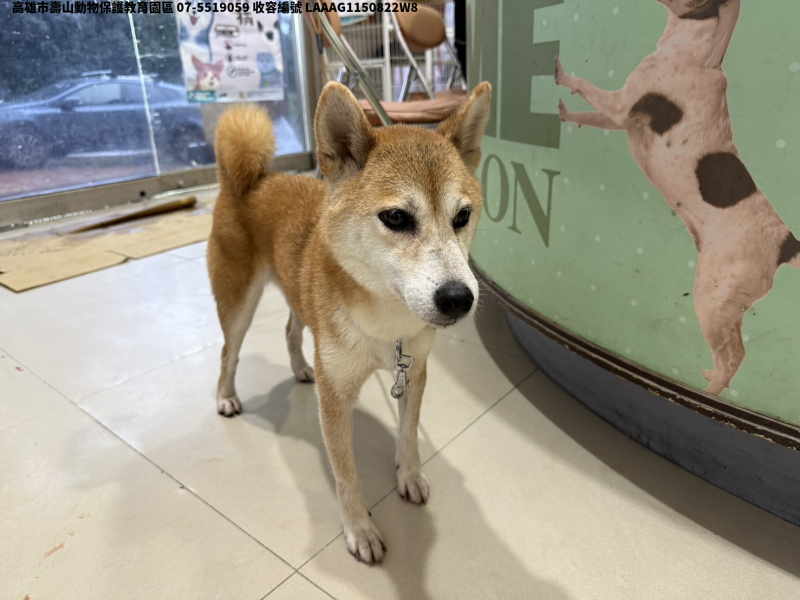 領養中型黃色母犬