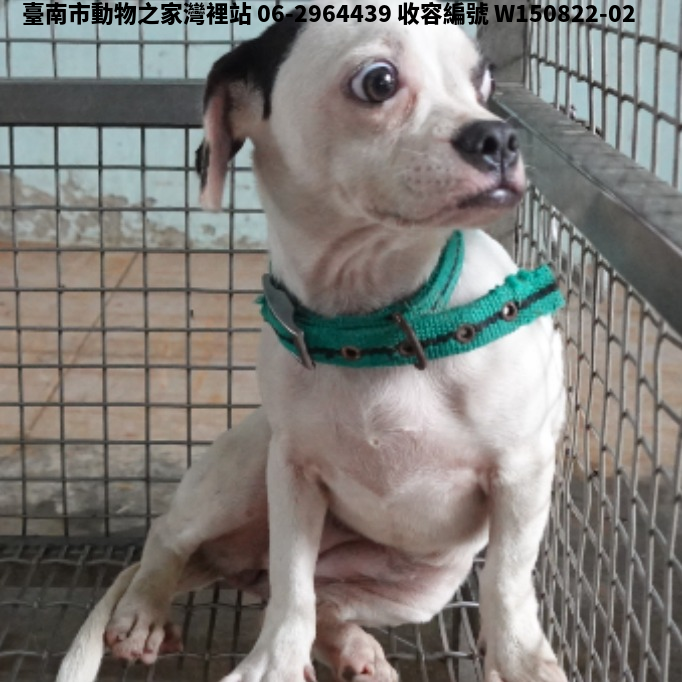 領養中型黑白色母犬
