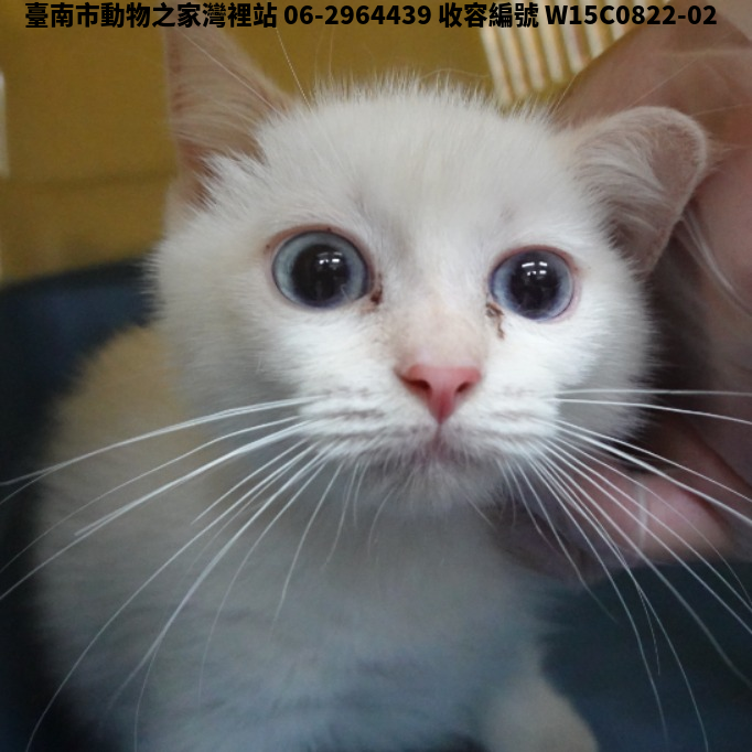 領養中型白色公貓