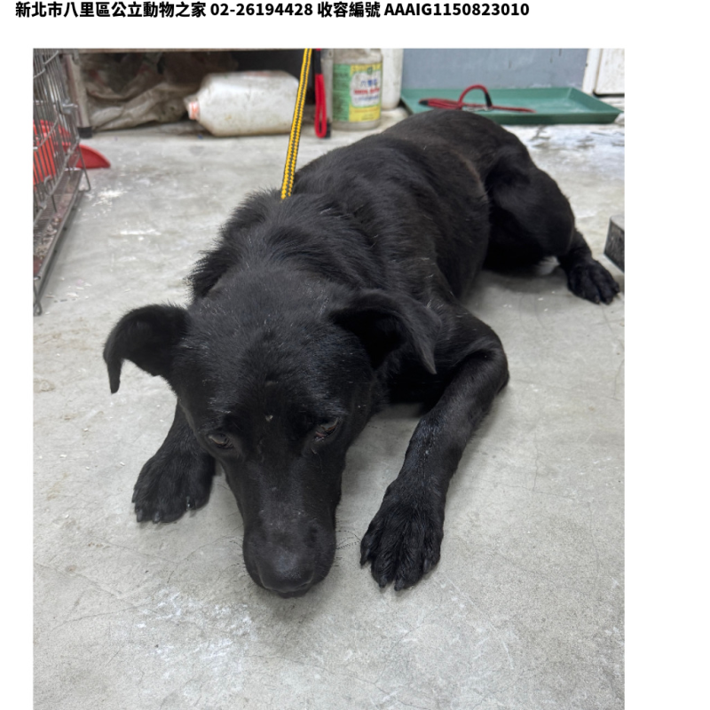 領養中型黑色母犬