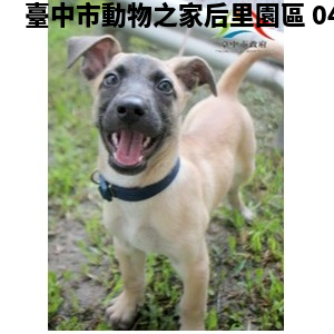 領養中型黑棕色母犬