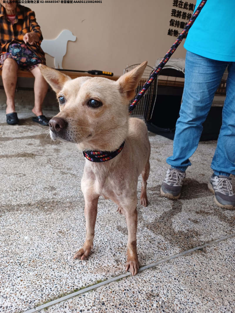 領養中型黃色母犬