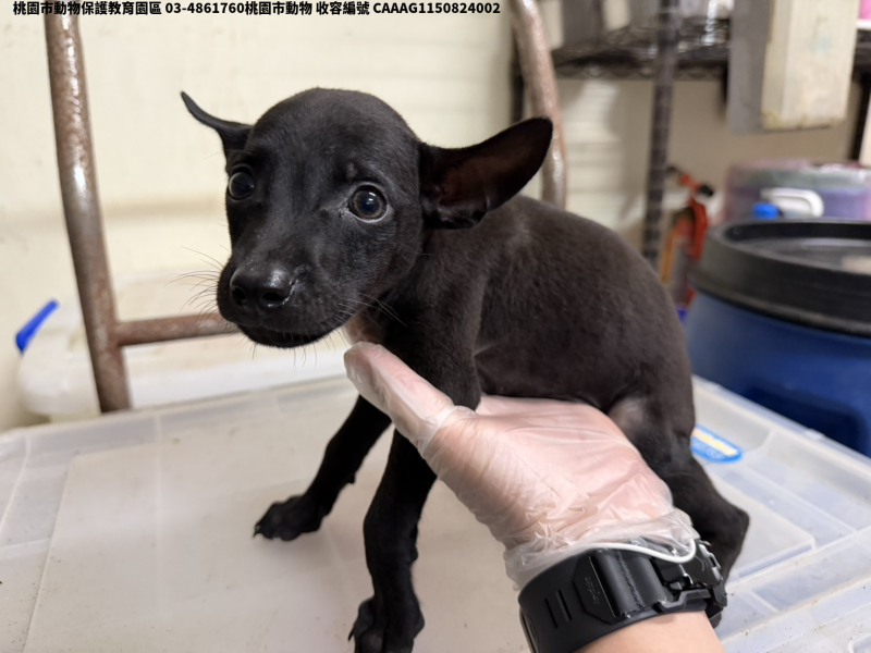 領養小型黑色公犬