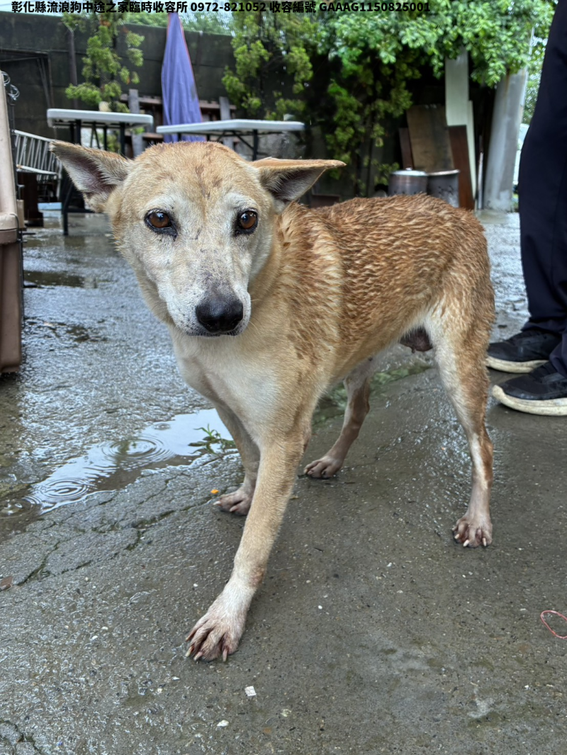 領養中型黃色母犬