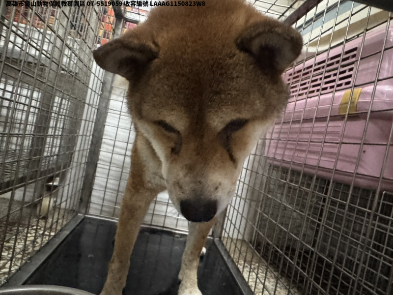 領養中型黃色公犬