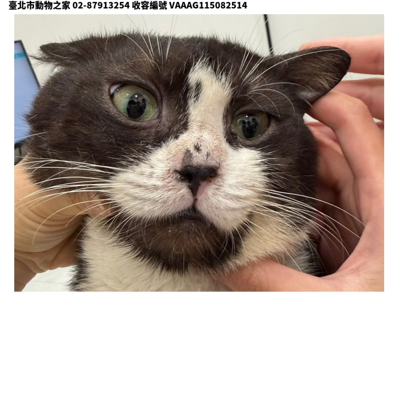 領養中型黑白色公貓