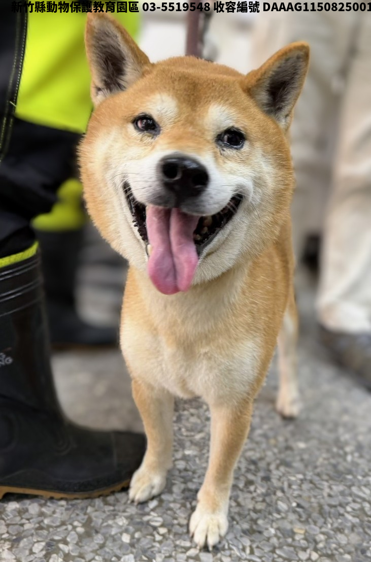 領養中型黃白色公犬
