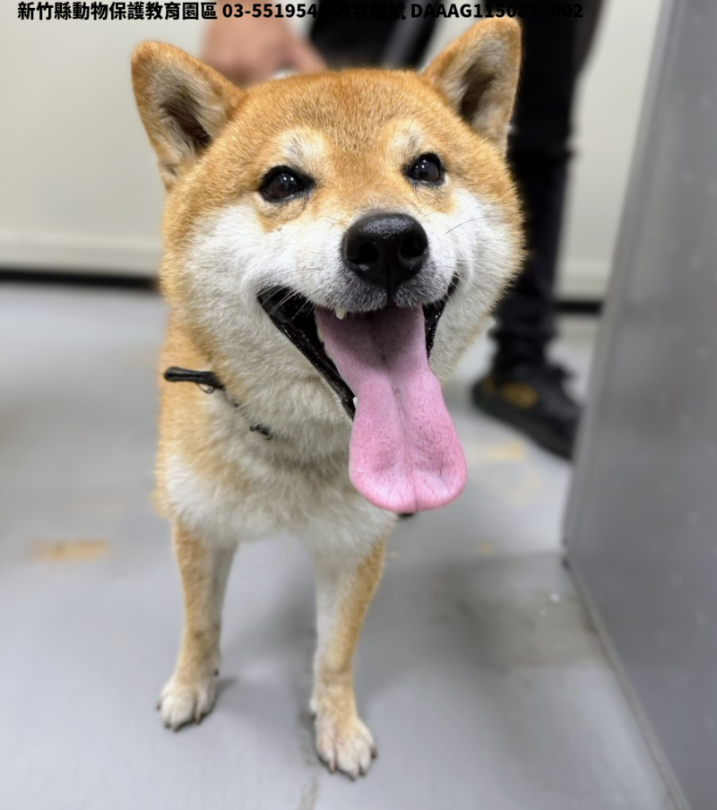 領養中型黃白色公犬