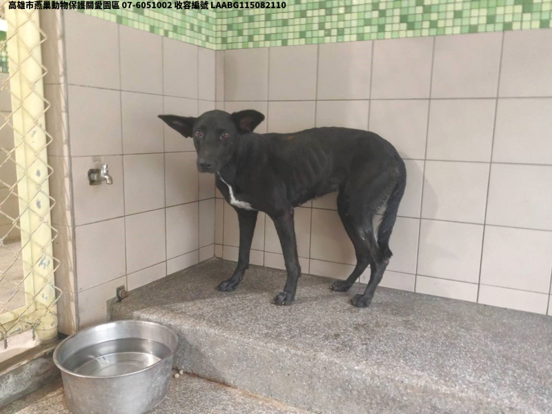 領養大型黑色母犬
