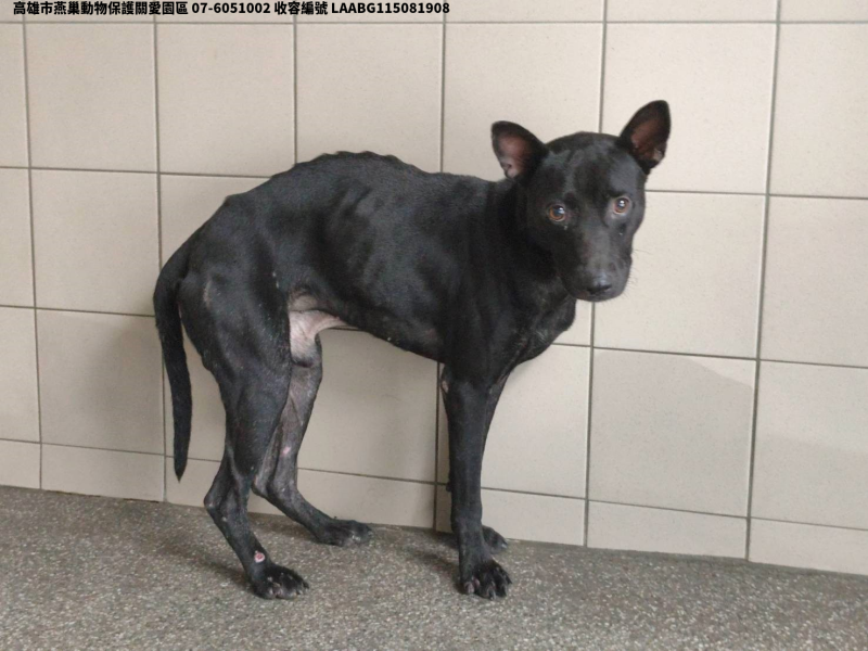 領養大型黑色公犬