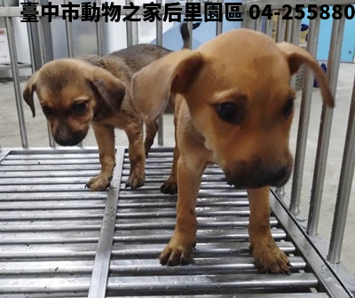 領養中型黃色公犬