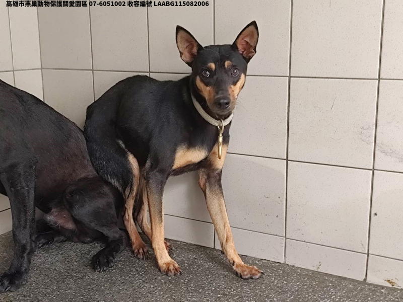 領養大型黑色公犬