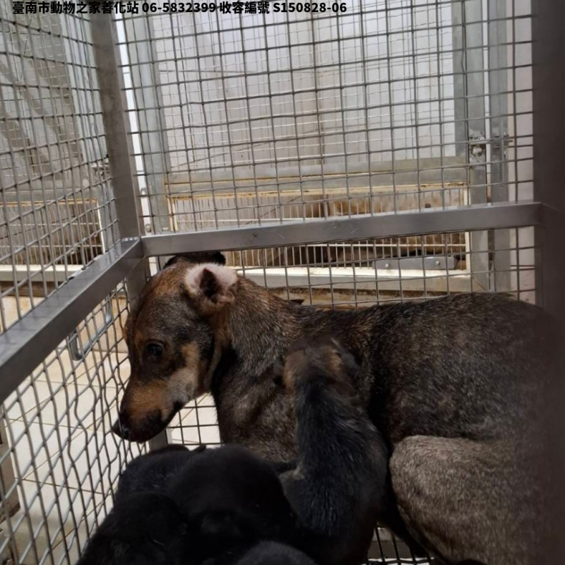 領養中型黃色母犬