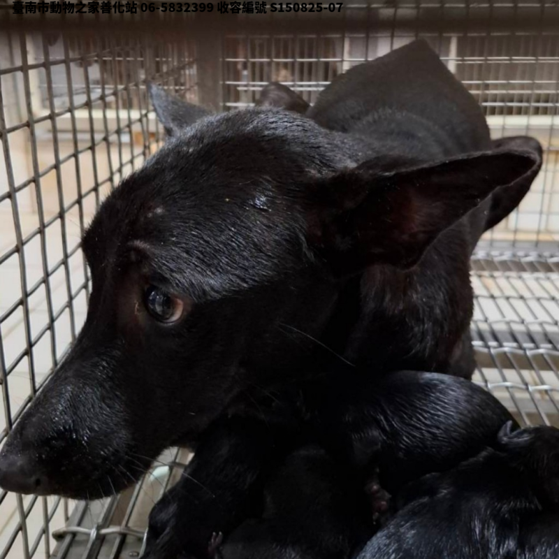 領養中型黑色母犬