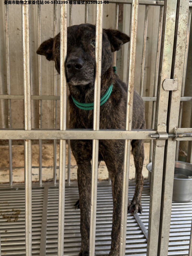 領養中型虎斑色公犬