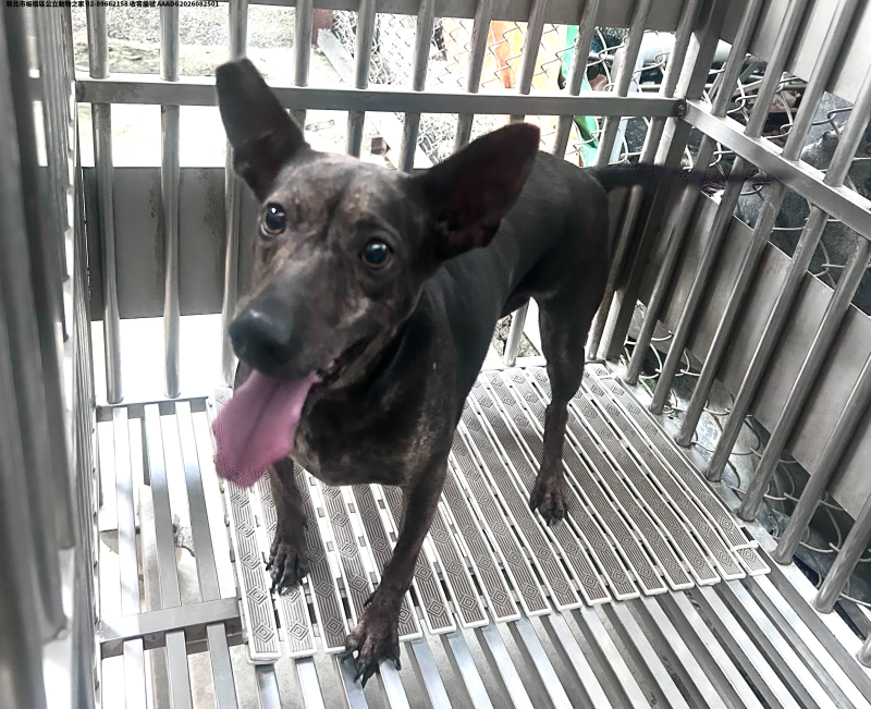 領養中型虎斑色母犬