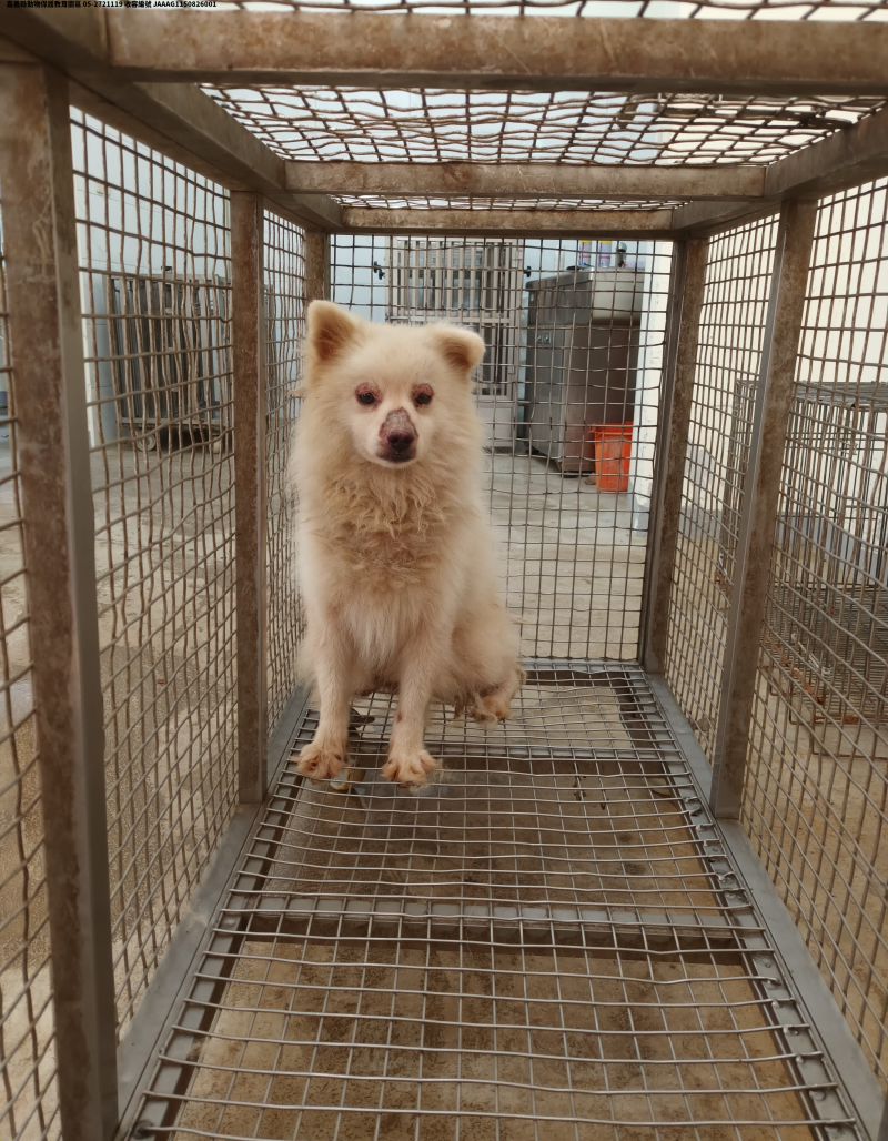 領養中型白色公犬